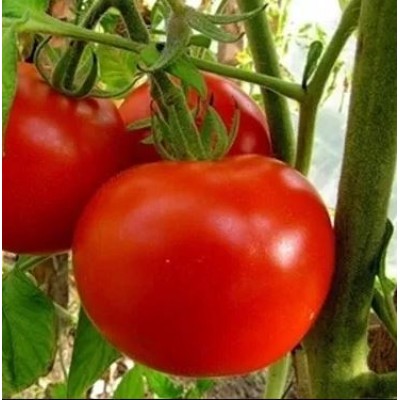 Tomates Fantastiques, Caissette de 10 plants